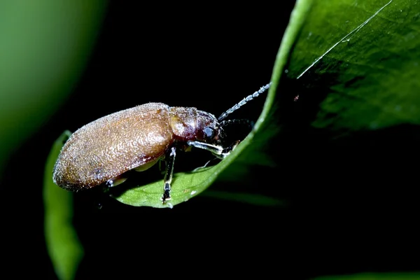 Un insecte en été — Photo