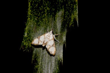A moth clipart
