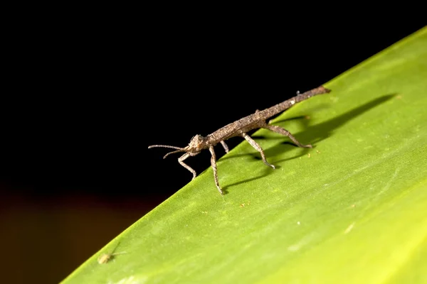 Шип stick комах — стокове фото