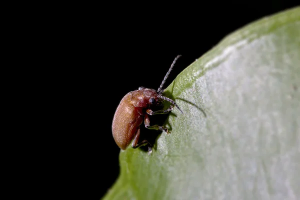 Um bug no verão — Fotografia de Stock