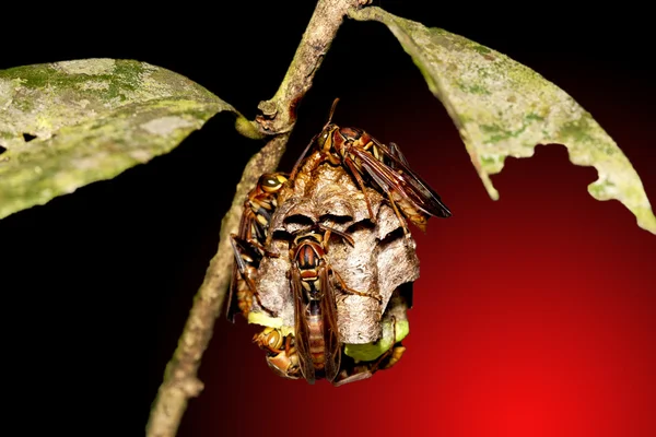 黄蜂和巢 — 图库照片