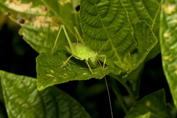 A long-horned grasshopper — Stock Photo, Image