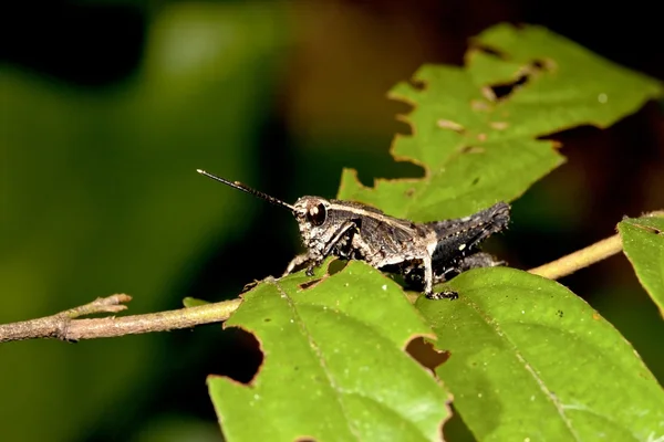 Locust nymphae — Stok fotoğraf