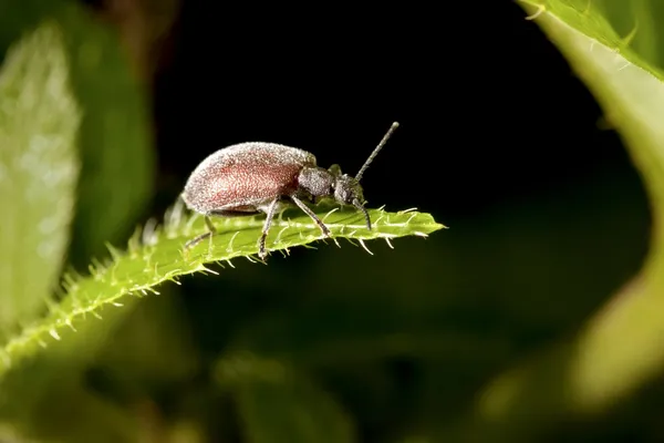 Un insetto in estate — Foto Stock