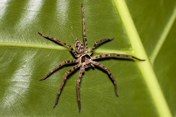 Μεγάλη αράχνη — Φωτογραφία Αρχείου