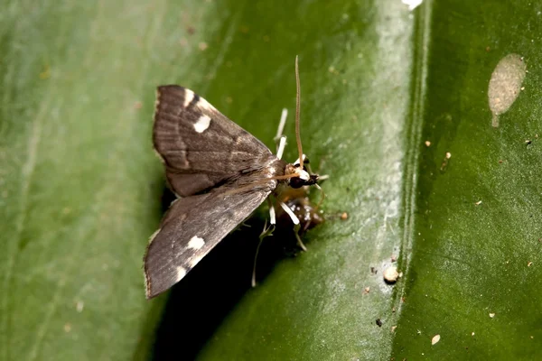 A moth — Stock Photo, Image