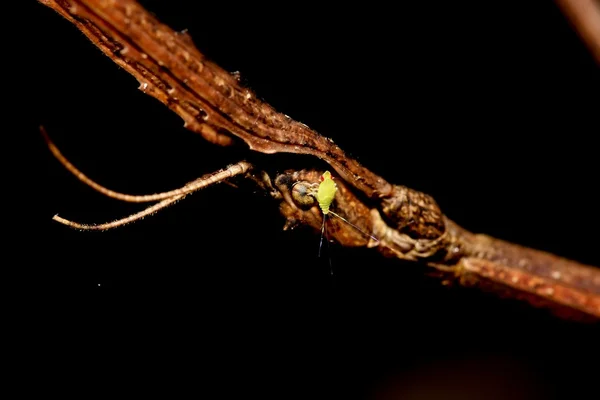 Ögon av en insekt — Stockfoto