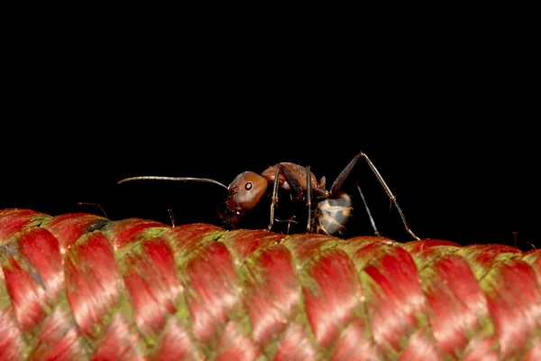 거 대 한 개미 — 스톡 사진