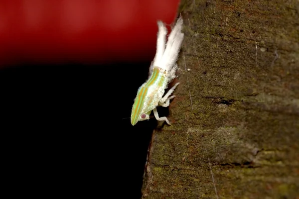 Ağustosböceği nymphae — Stok fotoğraf