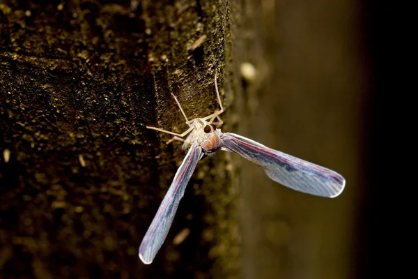 Derbidae um inseto — Fotografia de Stock