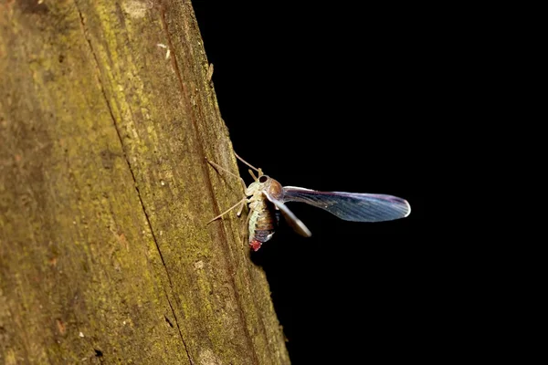 Derbidae un insecto — Foto de Stock