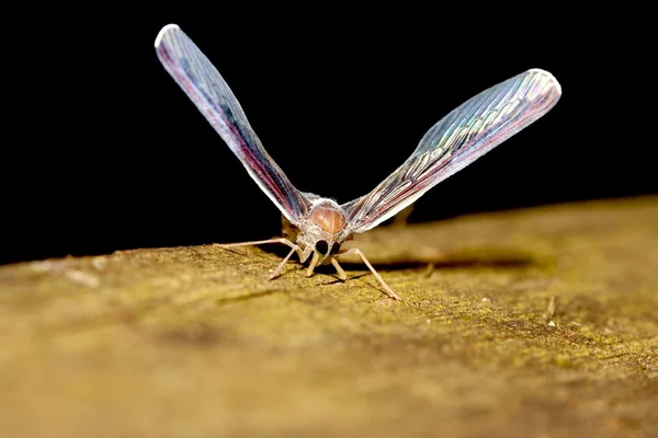 Derbidae ένα bug — Φωτογραφία Αρχείου