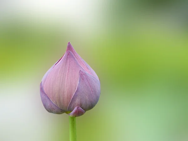 stock image Lotus bud