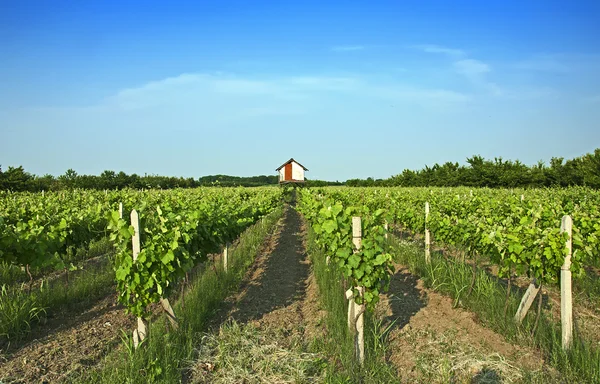 Виноградники — стоковое фото