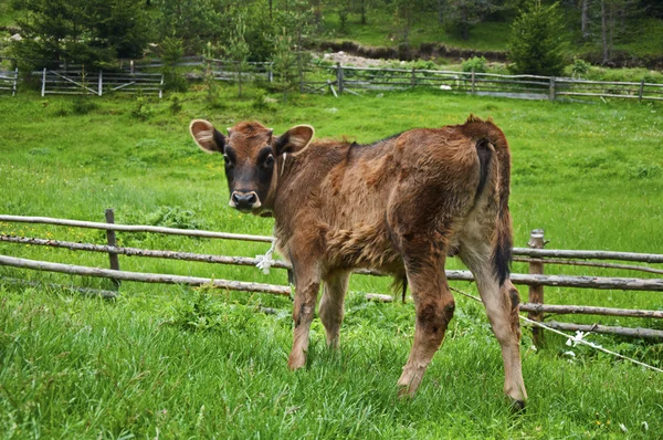 山の牧草地で若い子牛 — ストック写真