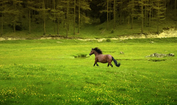 Коричневая лошадь скачет по зеленому лугу — стоковое фото
