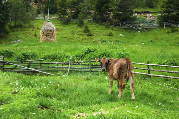 stock image Broun young calf