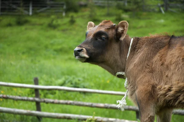 茶色の若い子牛 — ストック写真