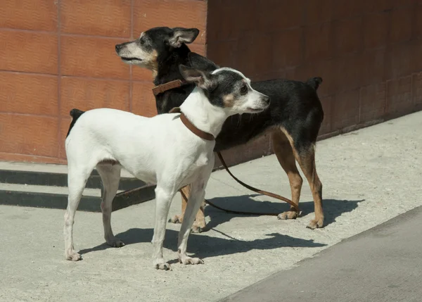 Twee honden. — Stockfoto