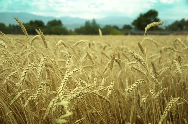 Classes de grãos de trigo — Fotografia de Stock