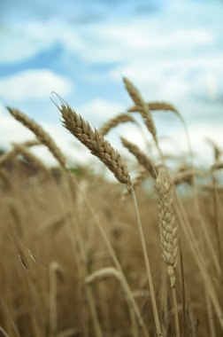 Classes of mature wheat grains clipart