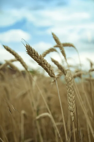 성숙한 밀 곡물의 종류 — 스톡 사진