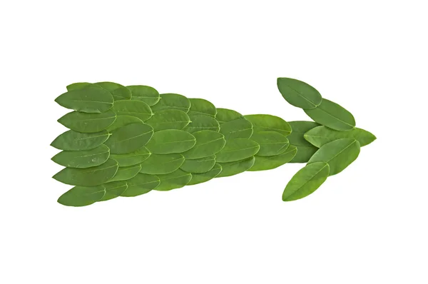 Естественная стрела листа. Leaf made . — стоковое фото