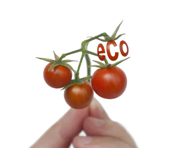 Produtos hortícolas ambientais - tomates — Fotografia de Stock