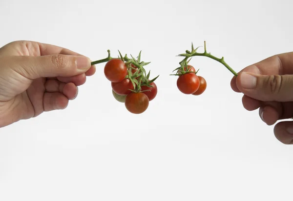Две руки держат томаты со стеблем — стоковое фото