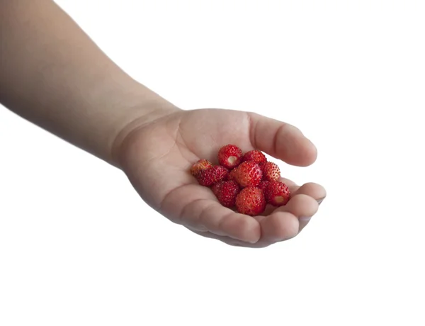 Mano de los niños con fresas silvestres — Foto de Stock
