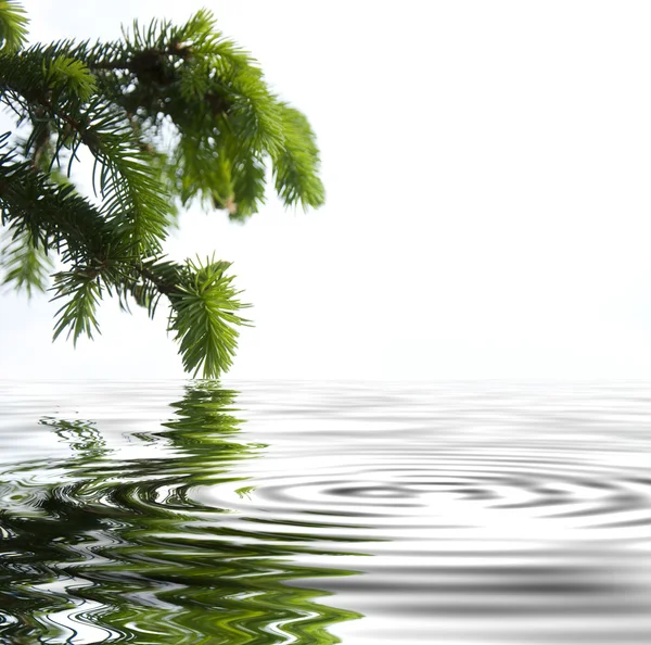 水に反映して松の枝 — ストック写真