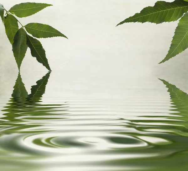 绿色的树叶，反映在水中 — 图库照片