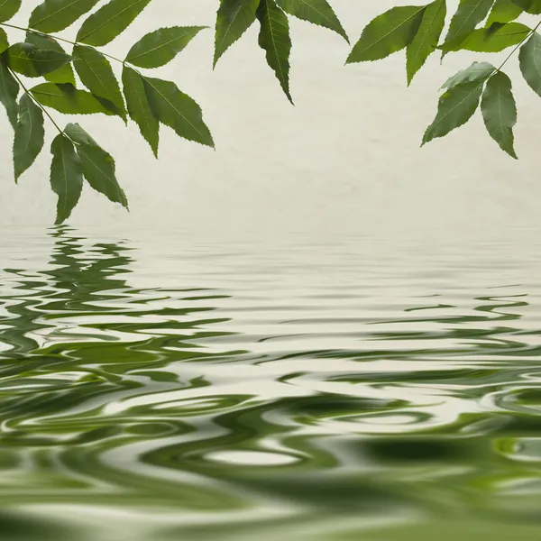 Grüne Blätter, die sich im Wasser spiegeln — Stockfoto