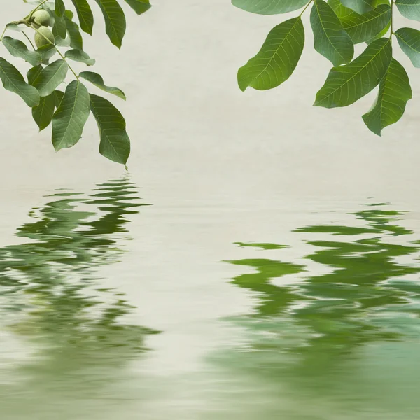 Green leaves and chestnuts reflecting in the water — Stock Photo, Image