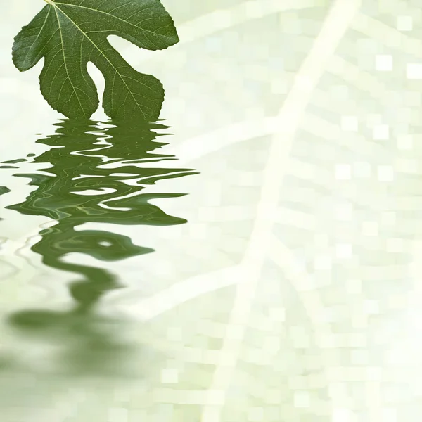 Green fig leaf reflecting in the water — Stock Photo, Image