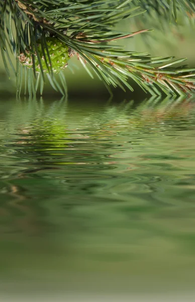 Pine grenar och kon återspeglar i vattnet — Stockfoto