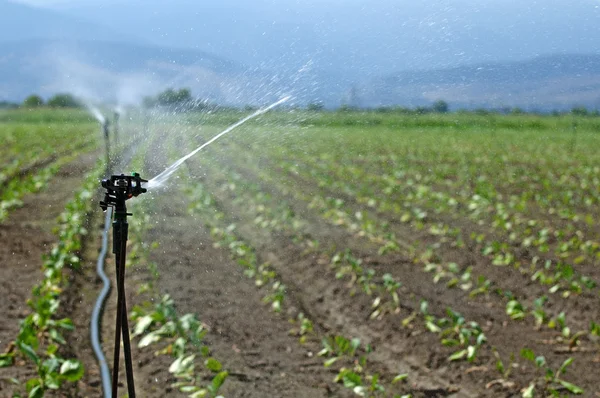 2.灌溉 — 图库照片