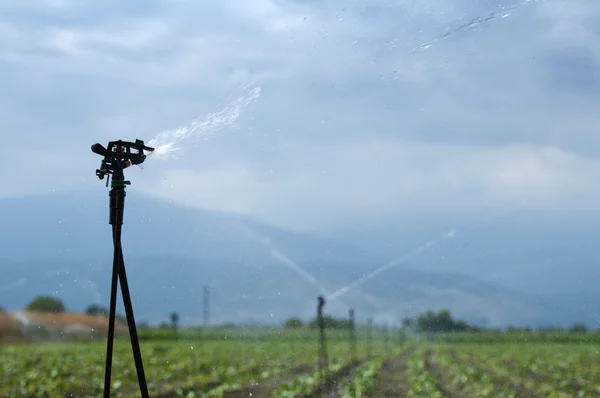 灌漑 — ストック写真