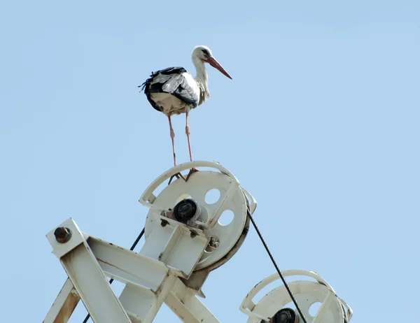 Stork perched on a machine — Stock Photo, Image