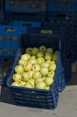 Apples in crates clipart