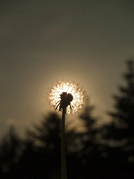 Stock image Dandelion