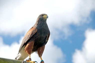 Harris Hawk clipart