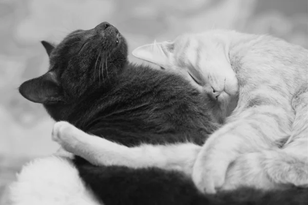 Alszik macskák Stock Kép