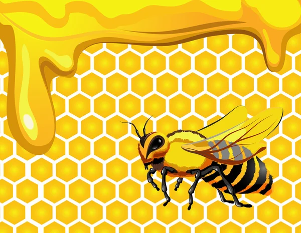 Bee met druppels van honing en honingraat zeshoek shapes — Stockvector