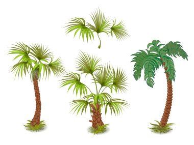 tropikal palmiye ağaçları topluluğu