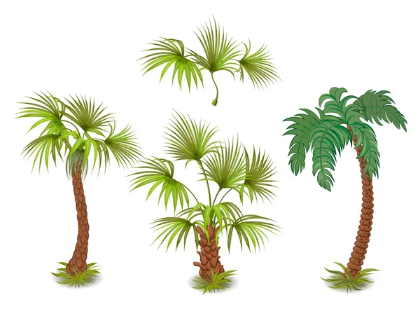 Collection of tropical palm trees — Stock Vector