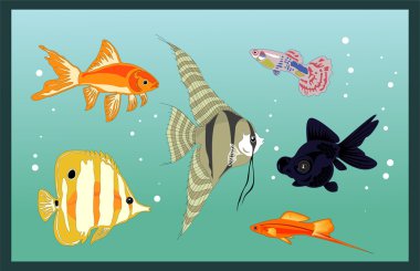 Aquarium fishes clipart