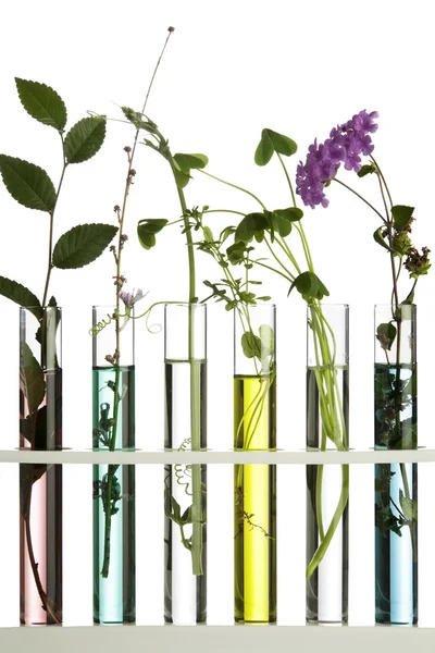 Flowers and plants in test tubes — Stock Photo, Image