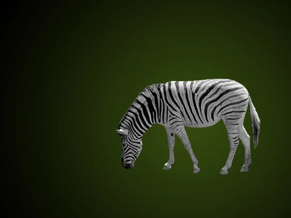 Afrikanisches Zebra