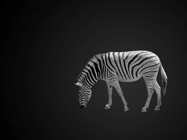 Afrikanisches Zebra — Foto Stock